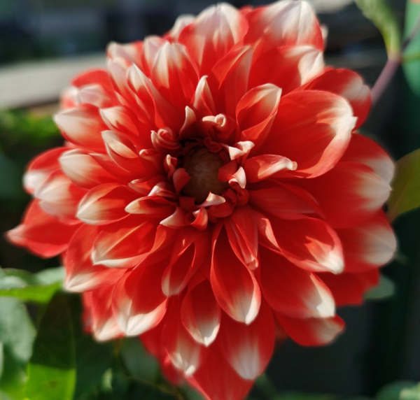 4種旺運花,花開大紅色,養在家“招財顯富貴” 4種旺運花,花開大紅色,養在家“招財顯富貴”