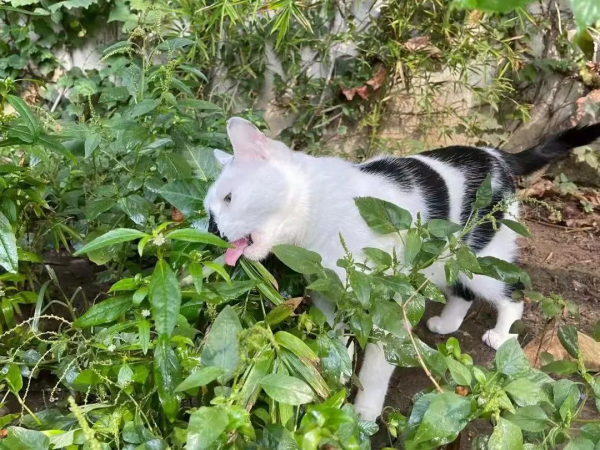 古有“竹林七賢”今有“觀復七閒” 古有“竹林七賢”今有“觀復七閒”