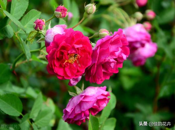 月季養護心得之病蟲害防治