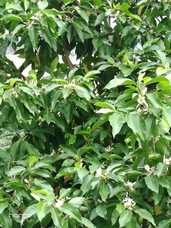 實用分享丨30款大型開花樹種介紹,白似雪、黃似陽、紅似霞,美翻 實用分享丨30款大型開花樹種介紹,白似雪、黃似陽、紅似霞,美翻