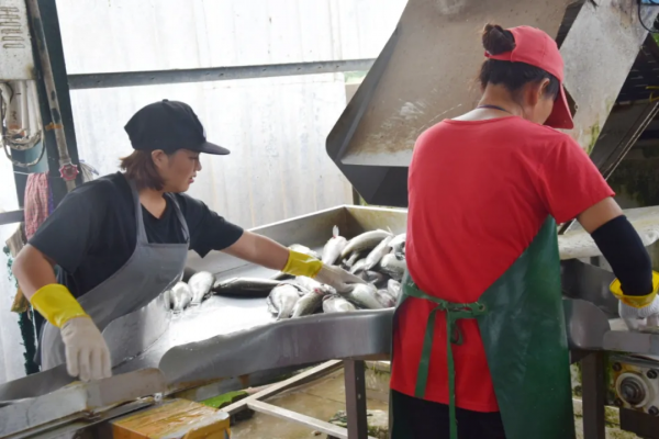 一年產值超3億元！這條魚讓村民住別墅開豪車，成養魚億元村