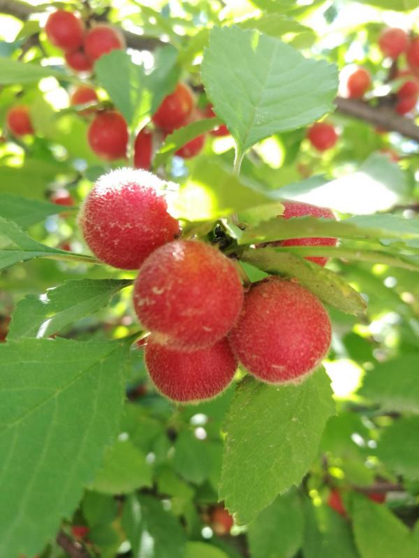 青海湖，祁連山，扎尕那，一車老兩口，西北自駕遊。之六：貴德2