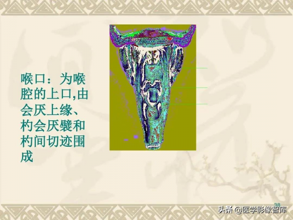 咽喉部解剖最全圖解，值得收藏