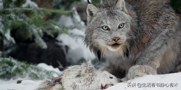 漲知識,動物界的神秘大腳怪“加拿大猞猁” 漲知識,動物界的神秘大腳怪“加拿大猞猁”