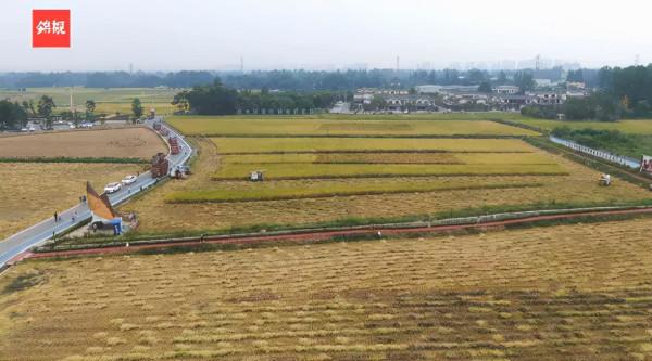 喜迎豐收季！稻蒜輪作，東林村有點兒忙