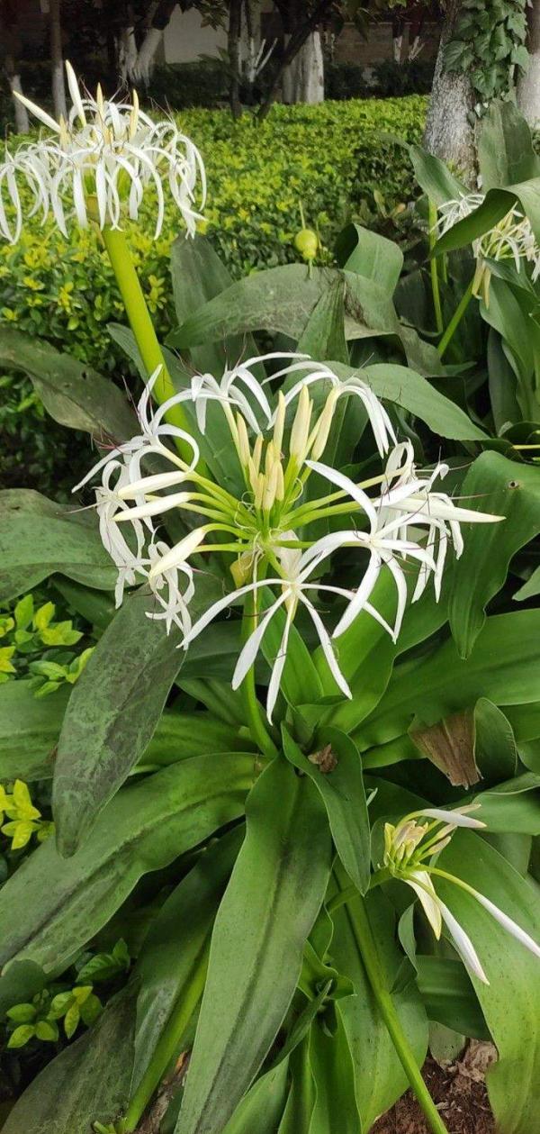 屋子裡養盆“香香花”，鄰居卻說不吉利，還讓我趕緊扔掉