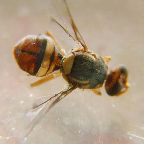 天冷了，這種“蜜蜂”總往家裡闖？會蟄人嗎？