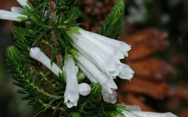 有花開，暗香來，獨賞美景鮮花，自得其樂