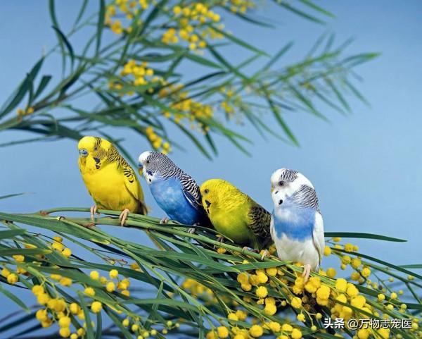 國內十大常見寵物鳥一覽,哪一種是你的最愛? 國內十大常見寵物鳥一覽,哪一種是你的最愛?