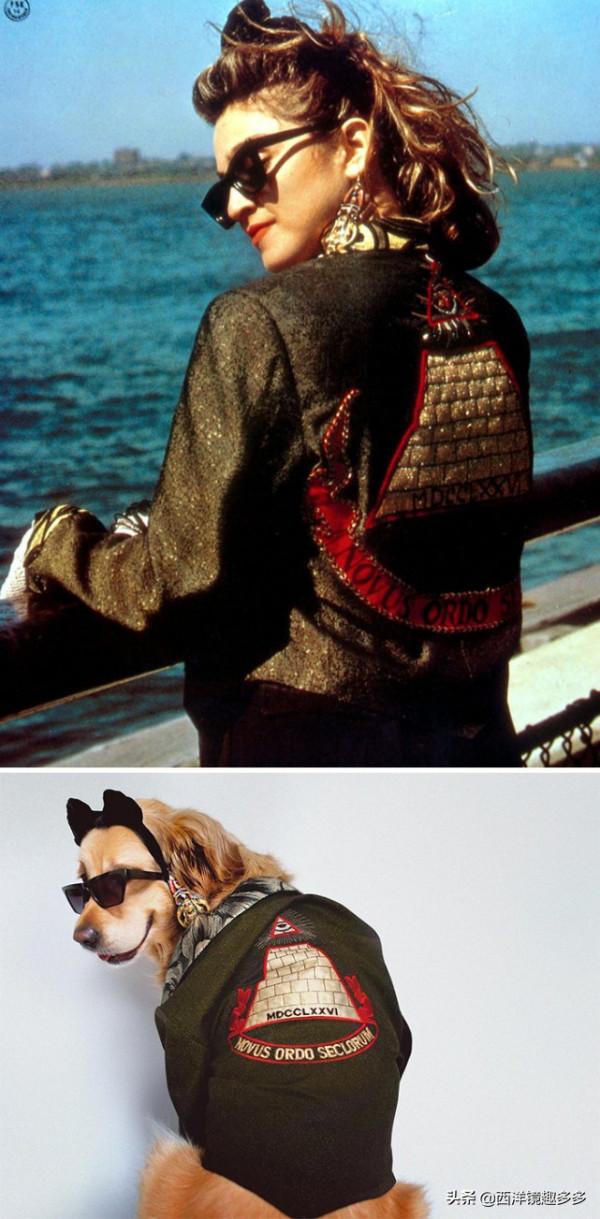 金毛模仿麥當娜造型走紅網路,鏡頭感太好,明星範兒十足 金毛模仿麥當娜造型走紅網路,鏡頭感太好,明星範兒十足