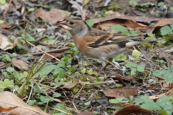 元大都遺址公園的鳥
