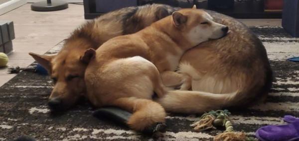 18 只動物找到了他們的好朋友,現在無法與他們分開 18 只動物找到了他們的好朋友,現在無法與他們分開