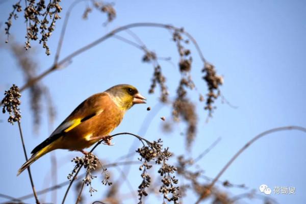 可愛的金絲雀 可愛的金絲雀