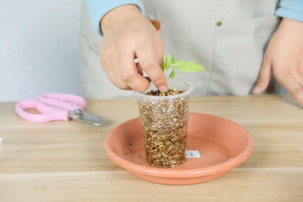 連陰雨天氣，最適合扦插，成活率超高