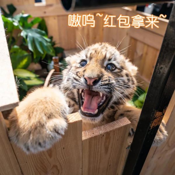 雲南這組&OpenCurlyDoubleQuote;萌&rdquo;虎表情包，快轉發收藏