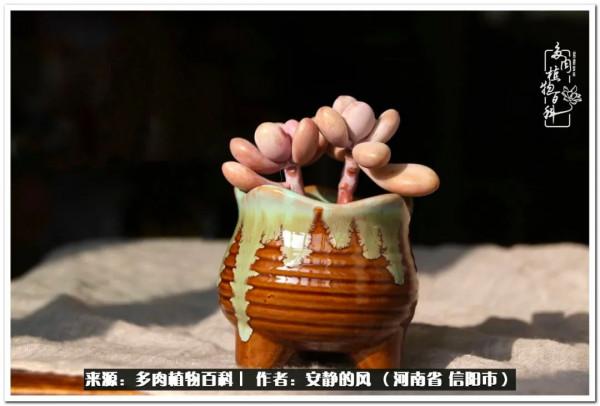 陽臺多肉黨的幸福生活 陽臺多肉黨的幸福生活