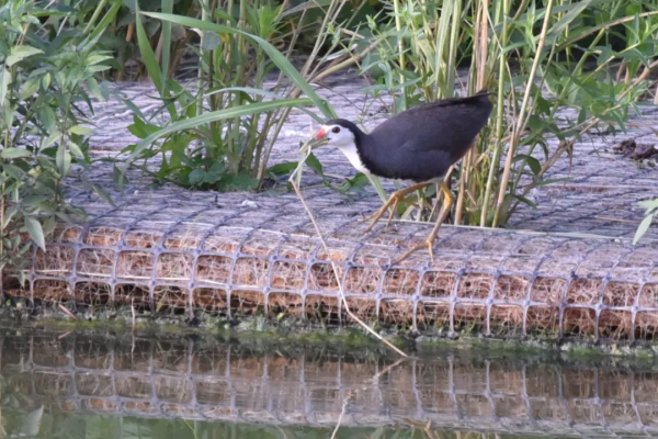 拍鳥記（一二四）苦惡鳥