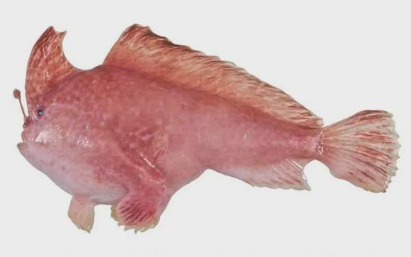 時隔22年，澳洲再次發現罕見的“粉紅手魚”，有“手”還會走