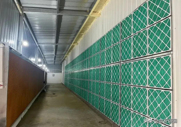 雲南神農集團廣西雷平6000頭正壓空氣過濾母豬場建設完成