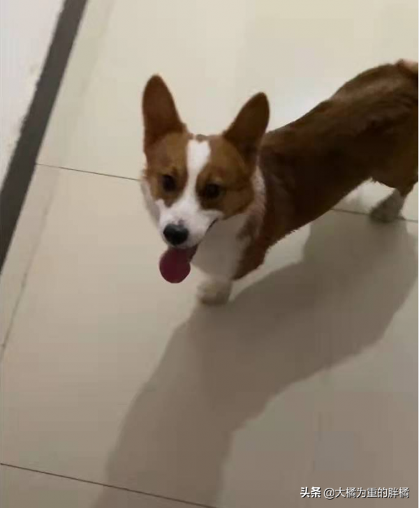 流浪柯基一路跟隨女孩回家，卻被拒之門外，它咋就不多等一會呢？