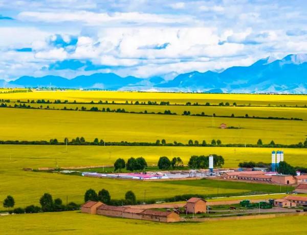 分享：油菜花海，芳香四溢，景色宜人，令人陶醉