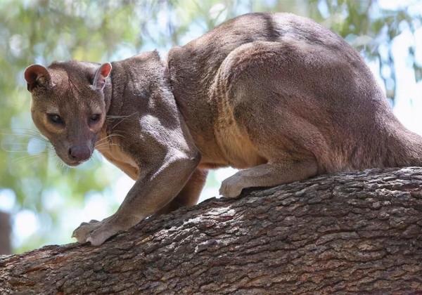 馬島獴:獅身狗嘴貓鬍鬚,如同“縫合怪”,是怎麼進化成這樣的? 馬島獴:獅身狗嘴貓鬍鬚,如同“縫合怪”,是怎麼進化成這樣的?
