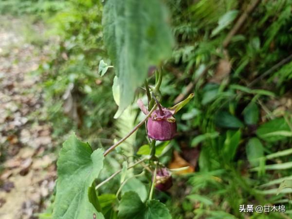 帶你一起回味62種南方野果子,它們是物質匱乏年代小朋友的零食 帶你一起回味62種南方野果子,它們是物質匱乏年代小朋友的零食
