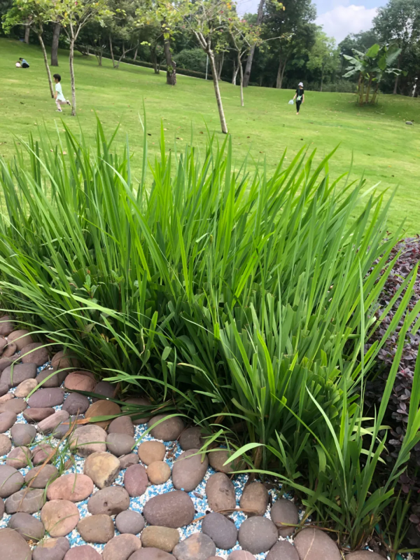 學會搭配這8種園藝植物，讓你的花園收穫一個有趣的靈魂
