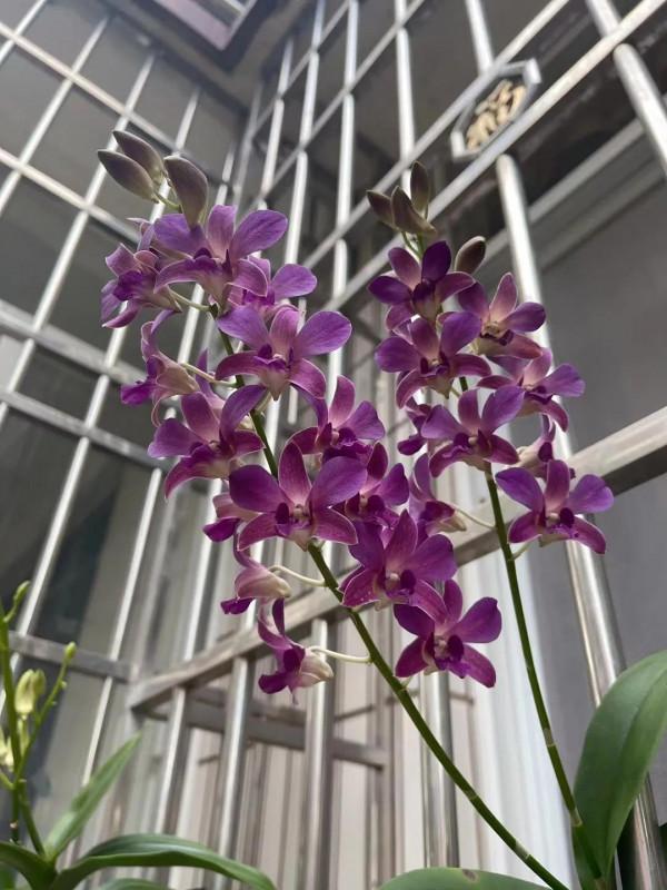 窗臺上的石斛蘭