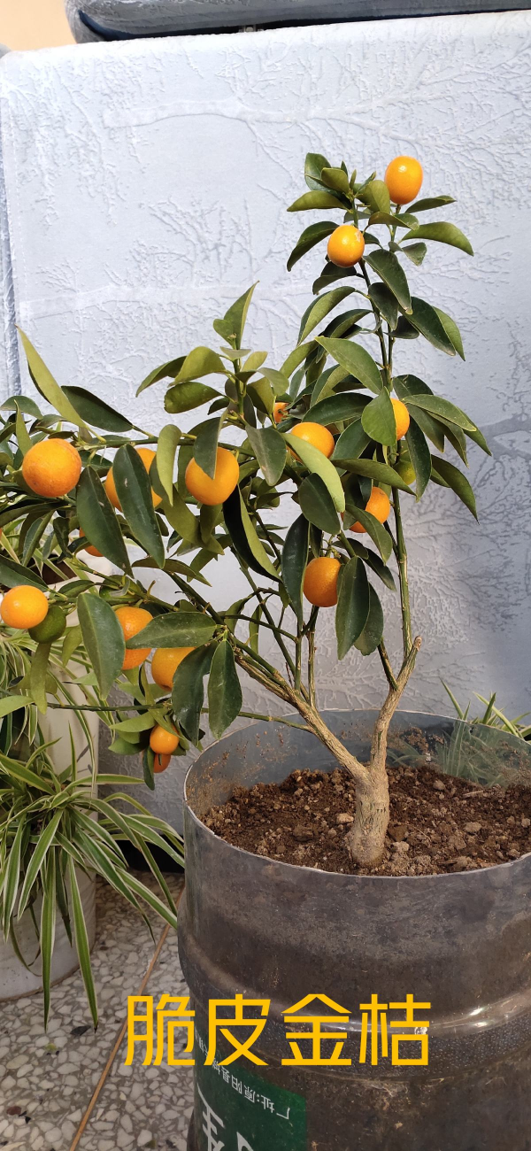 “家有果樹，四季鎮宅”，養盆果樹，滿枝結果有吉祥好兆頭