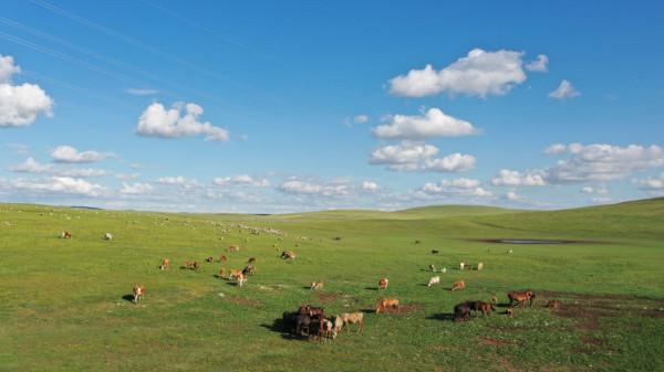 自駕邊境——風吹草低見牛羊 自駕邊境——風吹草低見牛羊