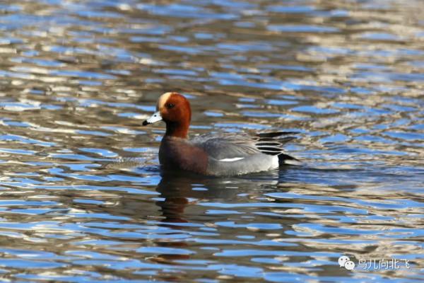 觀鳥之樂，就在於看鳥之樂