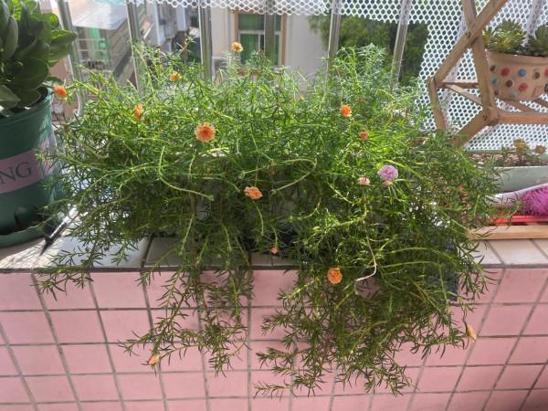 大夏天特適合來一盆重瓣太陽花,不僅好養而且花美 大夏天特適合來一盆重瓣太陽花,不僅好養而且花美