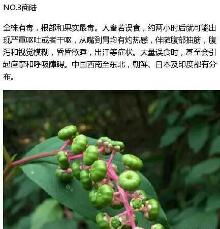 不能碰的9種有毒植物 ​​​