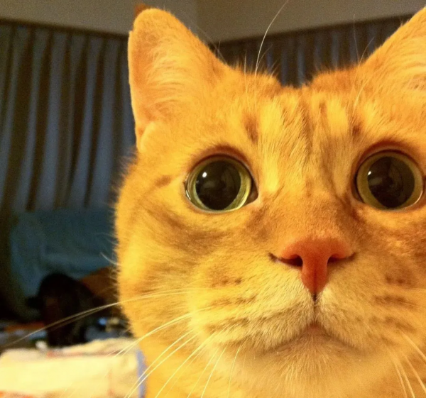 “我見過最長壽的流浪貓，活了29歲。”