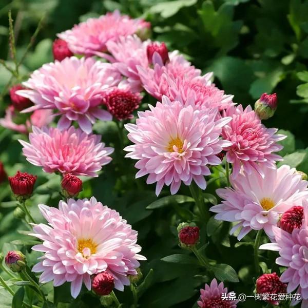 秋天買什麼花？這20種花建議選幾個，好看又好養，秋天買沒錯