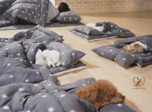 狗狗幼兒園的午睡時間也太治癒了吧 狗狗幼兒園的午睡時間也太治癒了吧