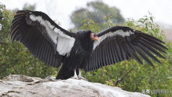 新發現：加州禿鷹出現物種中首例孤雌生殖的雛鳥，後代都是雄性