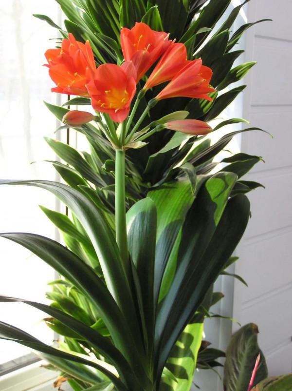 勤養魚，懶養花，家裡這些常見的盆栽綠植都要粗放養護