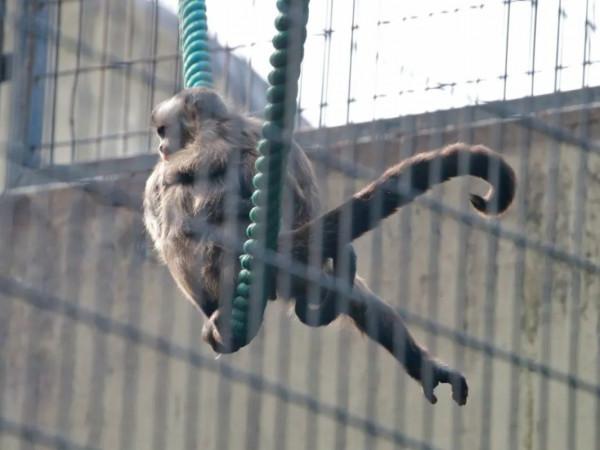 保暖、當板凳、傳遞資訊、警告迷惑……動物尾巴功能大展示