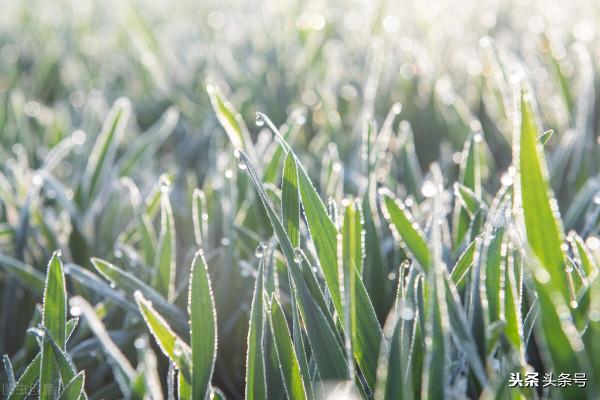 “寒露”“霜降”天氣與農事