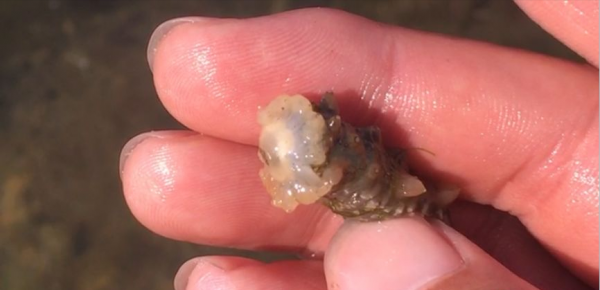 山東破爛王改行賣海參,一年銷售額8000多萬,帶動50戶養殖戶致富 山東破爛王改行賣海參,一年銷售額8000多萬,帶動50戶養殖戶致富