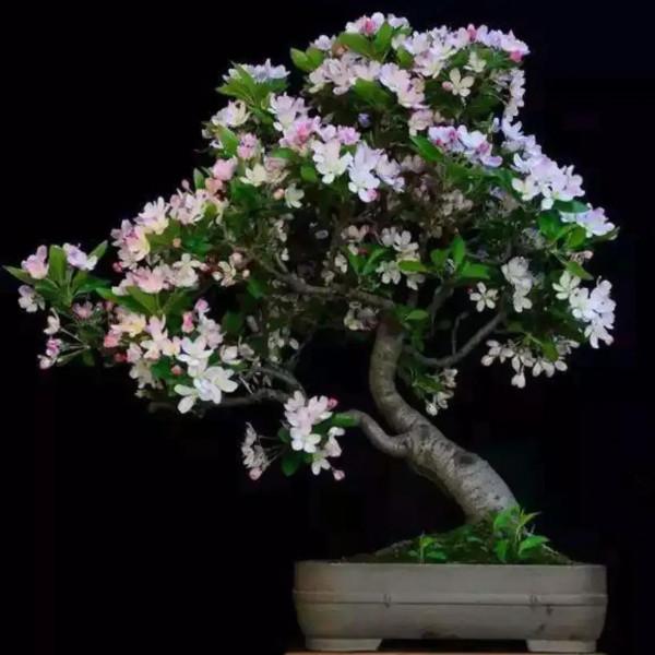 分享~~~小盆景 大世界 小巧玲瓏 精美絕倫 冬日裡一抹紅 美醉啦