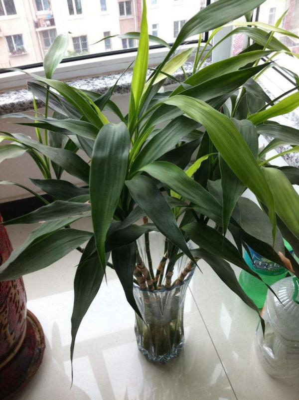 五大“吉祥花”,適合養客廳,喜歡養一盆,越養越“貴氣” 五大“吉祥花”,適合養客廳,喜歡養一盆,越養越“貴氣”