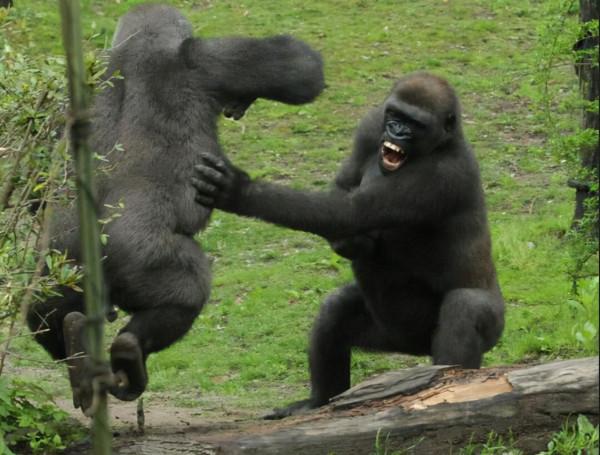 連猩猩都打不過，人類這麼弱，人類祖先是怎麼活下來的？