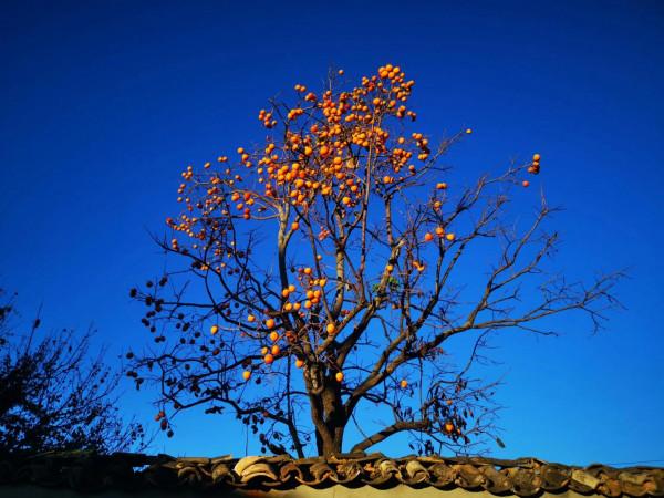 七絕一首《秋思》