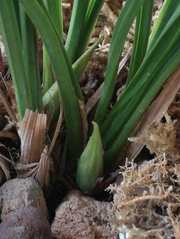 餘蝴蝶來花苞啦 餘蝴蝶來花苞啦