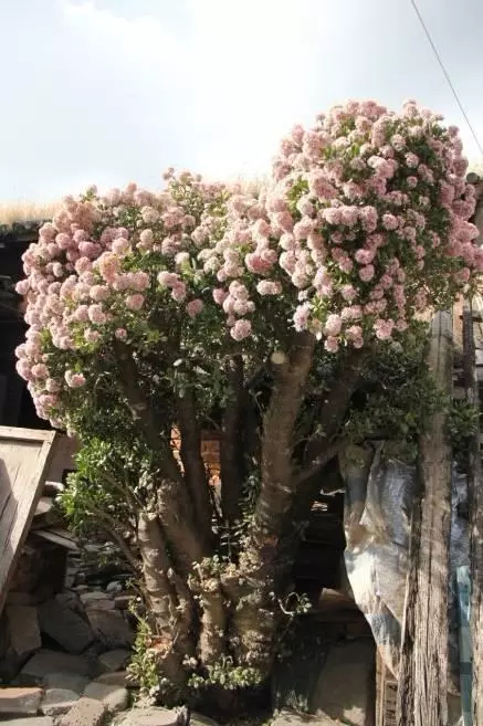 養玉樹3個“控養法”,學會剋制,才能長成“玉樹臨風”的大盆景 養玉樹3個“控養法”,學會剋制,才能長成“玉樹臨風”的大盆景