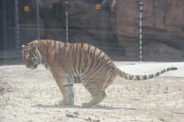 活動預告 &vert; 2022年神州荒漠野生動物園&OpenCurlyDoubleQuote;迎虎年、展虎威&rdquo;