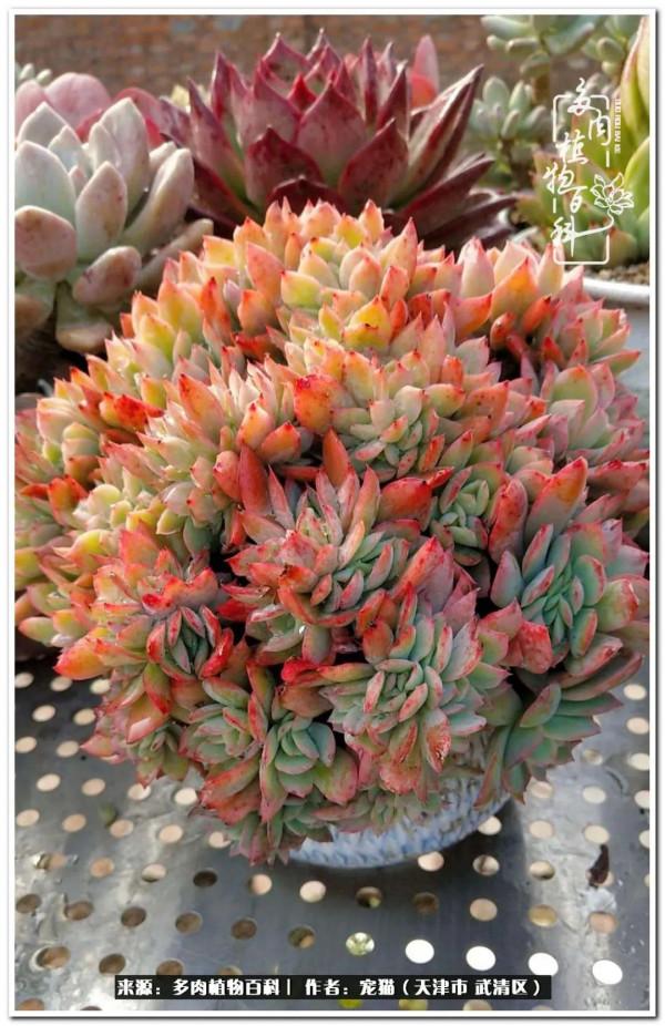 人生紛亂奈我幾何，與多肉相伴度年華